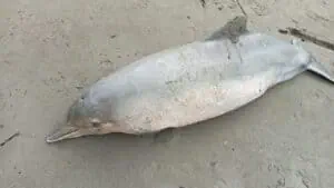 Hallaron muerta a un delfín hembra en Turbo