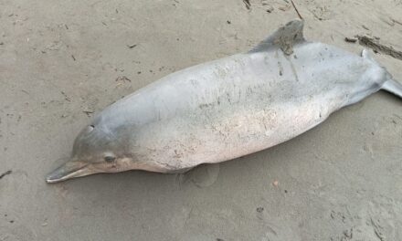 Hallaron muerta a un delfín hembra en Turbo