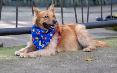 Medellín ahora cuenta con una Ruta Urgente de Búsqueda de animales domésticos desaparecidos