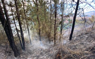 Bomberos Medellín atiende dos incendios de cobertura vegetal