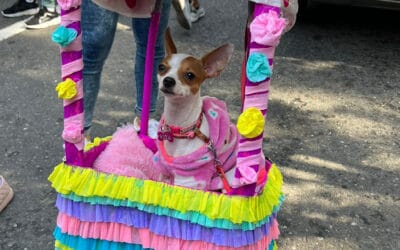 Conozca como puede inscribir a su mascota en la Caminata Canina de la Feria de las Flores 2023