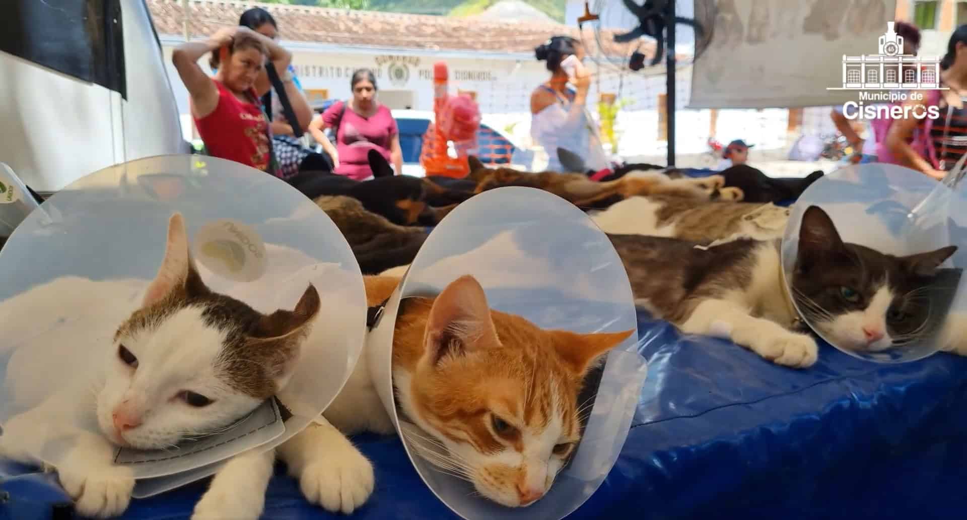 esterilización