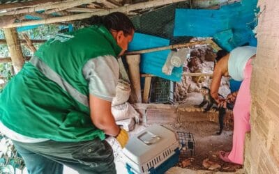 Operativo Conjunto contra el Tráfico de Vida Silvestre en Girardota: Rescate de un Mono Capuchino