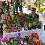 Santa Rosa de Osos celebra el Merca Sueño Campesino 2024: fomentando la economía local y honrando la tradición agrícola