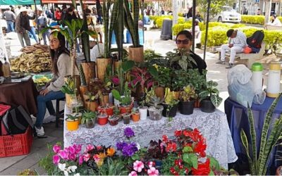 Santa Rosa de Osos celebra el Merca Sueño Campesino 2024: fomentando la economía local y honrando la tradición agrícola