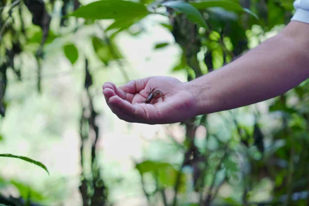 Corantioquia invertirá en la protección de una especie única de cangrejo de agua dulce