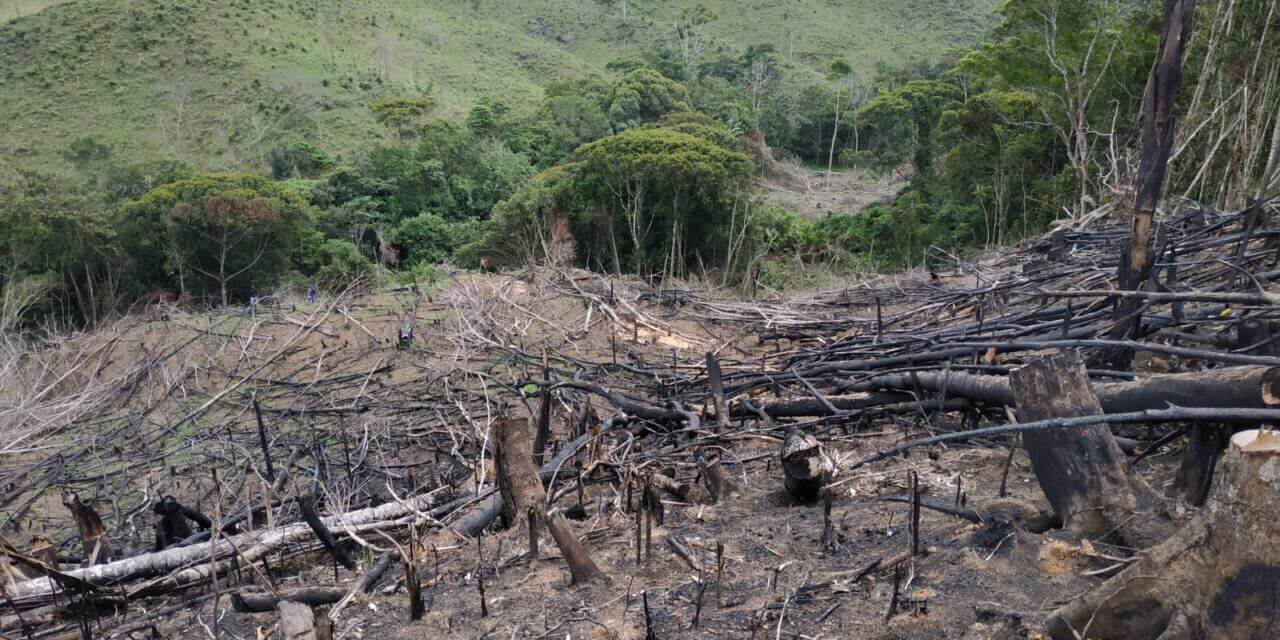 deforestación