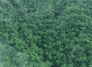 Cornare redujo 35% la deforestación en 2025 y reportó el dato más bajo de Antioquia