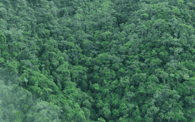 Cornare redujo 35% la deforestación en 2025 y reportó el dato más bajo de Antioquia