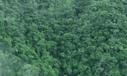 Cornare redujo 35% la deforestación en 2025 y reportó el dato más bajo de Antioquia