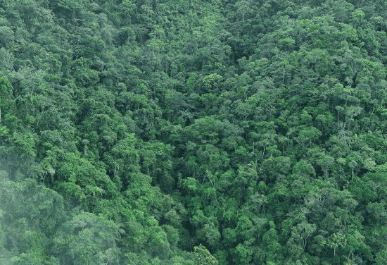 Cornare redujo 35% la deforestación en 2025 y reportó el dato más bajo de Antioquia