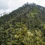 Colombia declara el Santuario de Flora Palmares de Tochecito