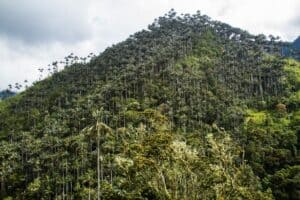 Colombia declara el Santuario de Flora Palmares de Tochecito