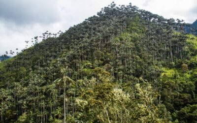 Colombia declara el Santuario de Flora Palmares de Tochecito