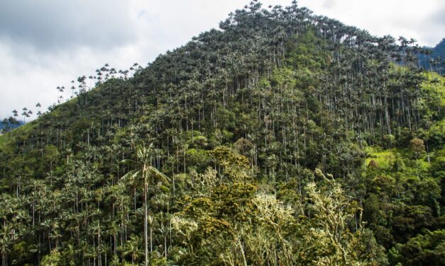Colombia declara el Santuario de Flora Palmares de Tochecito