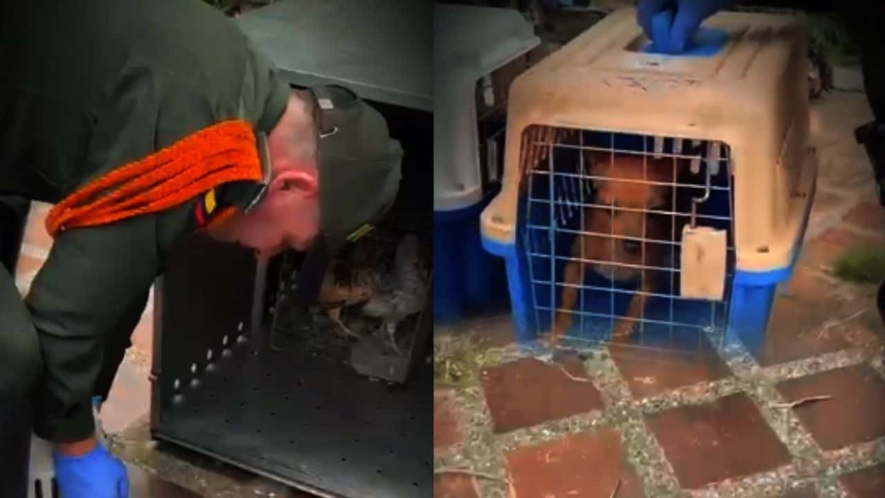 Registro no suministrado del rescate animal en Altavista