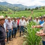 Guadalupe implementa control biológico en cultivos de caña