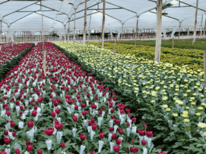 Floricultura: cómo opera el programa de ahorro energético de la CREG