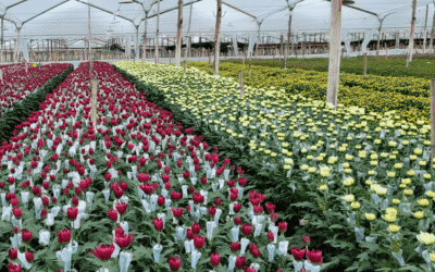 Floricultura: cómo opera el programa de ahorro energético de la CREG