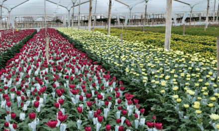 Floricultura: cómo opera el programa de ahorro energético de la CREG