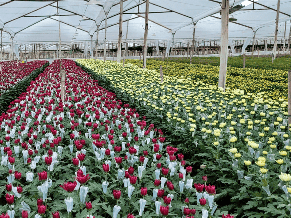 Panel de control y equipos de frío en una operación floricultora, alusivos al ahorro energético