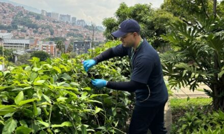 Aire limpio: bacterias en hojas de mango muestran potencial en Medellín