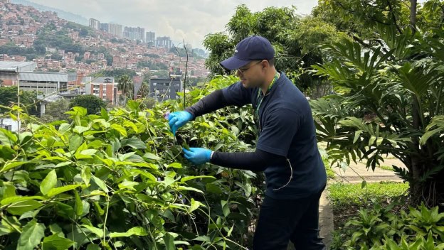 Aire limpio: bacterias en hojas de mango muestran potencial en Medellín