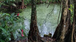 Estudiantes de la UdeA ganan dos Becas Colombia Biodiversa con proyectos en Urabá
