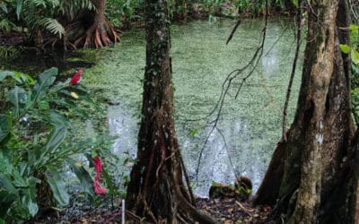 Estudiantes de la UdeA ganan dos Becas Colombia Biodiversa con proyectos en Urabá