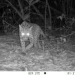 Red OTUS consolida monitoreo de fauna con cámaras trampa en Colombia