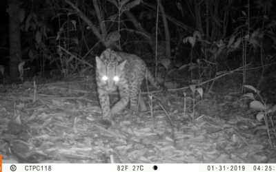 Red OTUS consolida monitoreo de fauna con cámaras trampa en Colombia