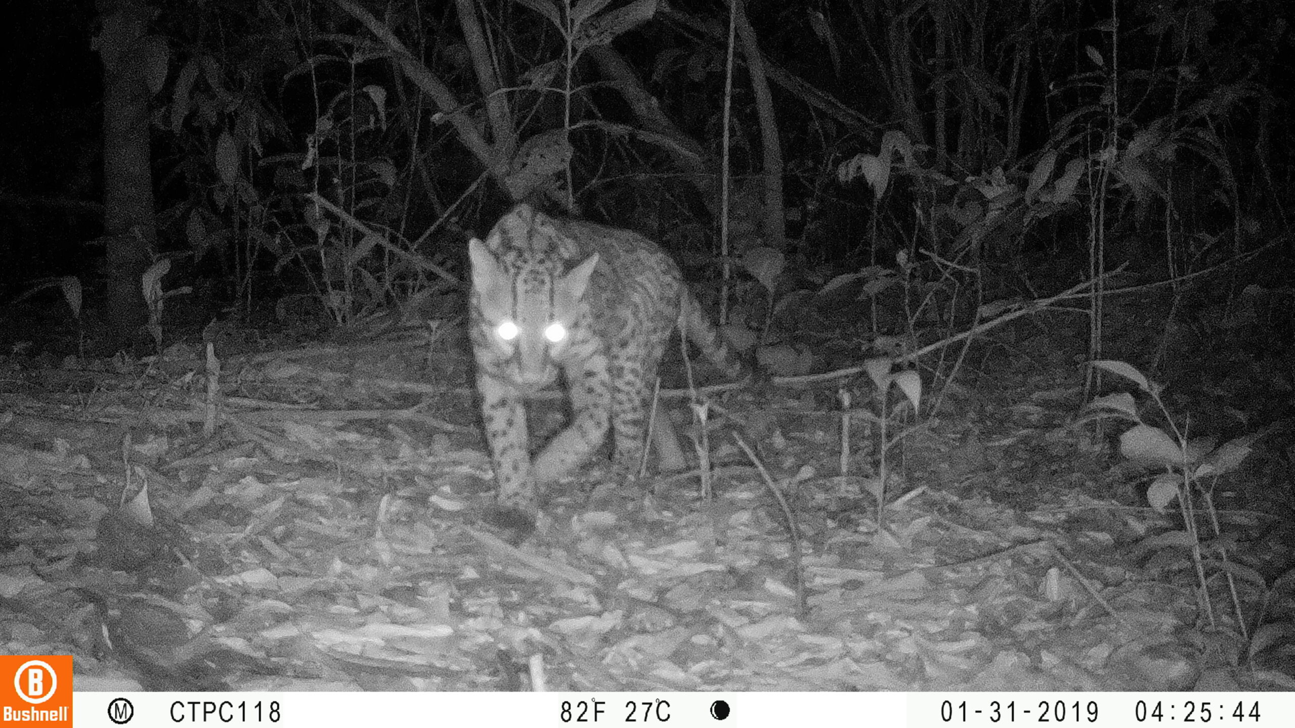 Imagen de apoyo sobre la Red OTUS y el monitoreo con cámaras trampa en Colombia