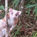 Hallan y liberan una zarigüeya lanuda en Jericó