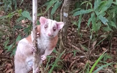 Hallan y liberan una zarigüeya lanuda en Jericó