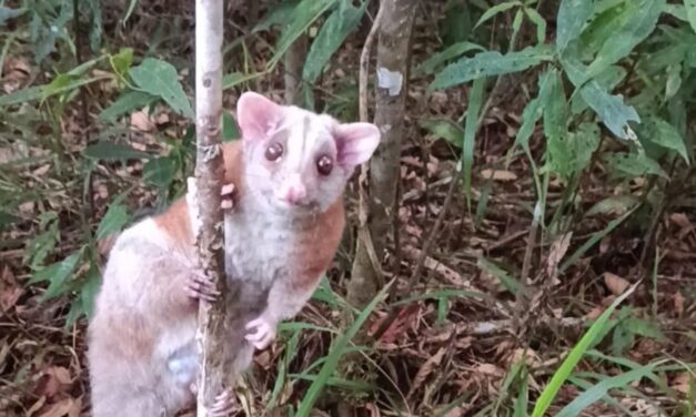 Hallan y liberan una zarigüeya lanuda en Jericó