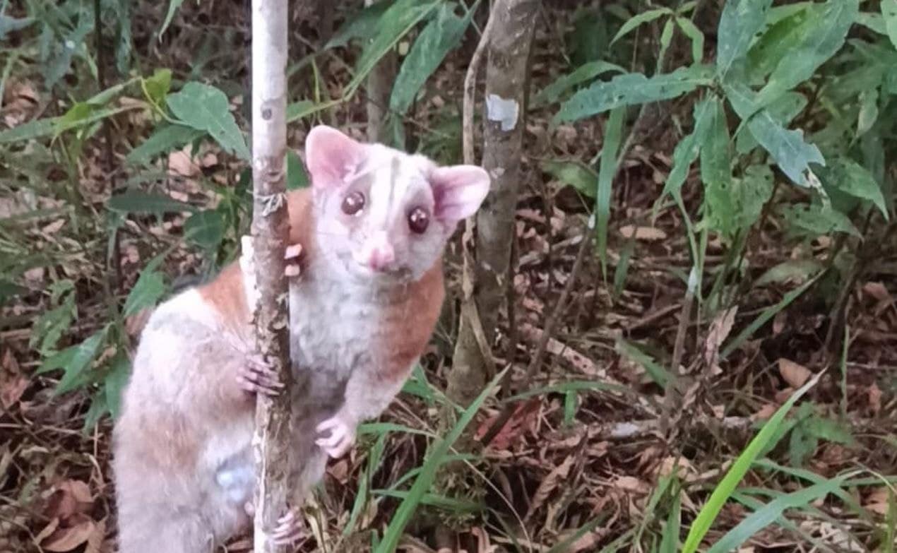 Imagen asociada a la zarigüeya lanuda reportada en Jericó