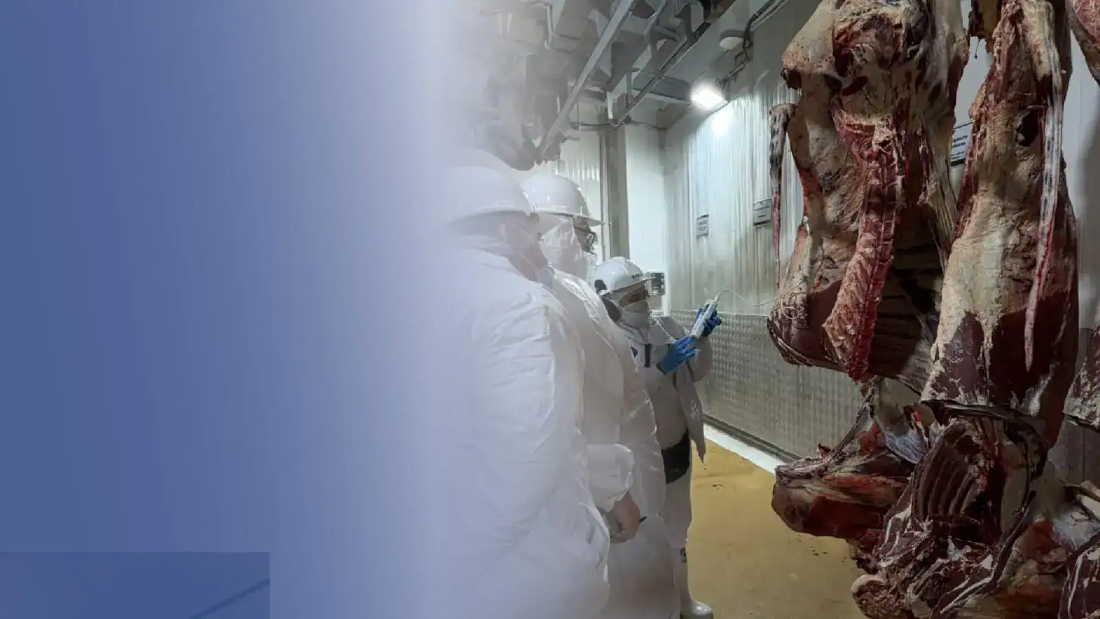 Auditoría sanitaria en planta de beneficio por exportación de carne