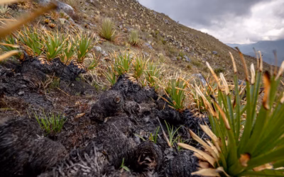 Humboldt alerta por especies invasoras tras incendios en páramos