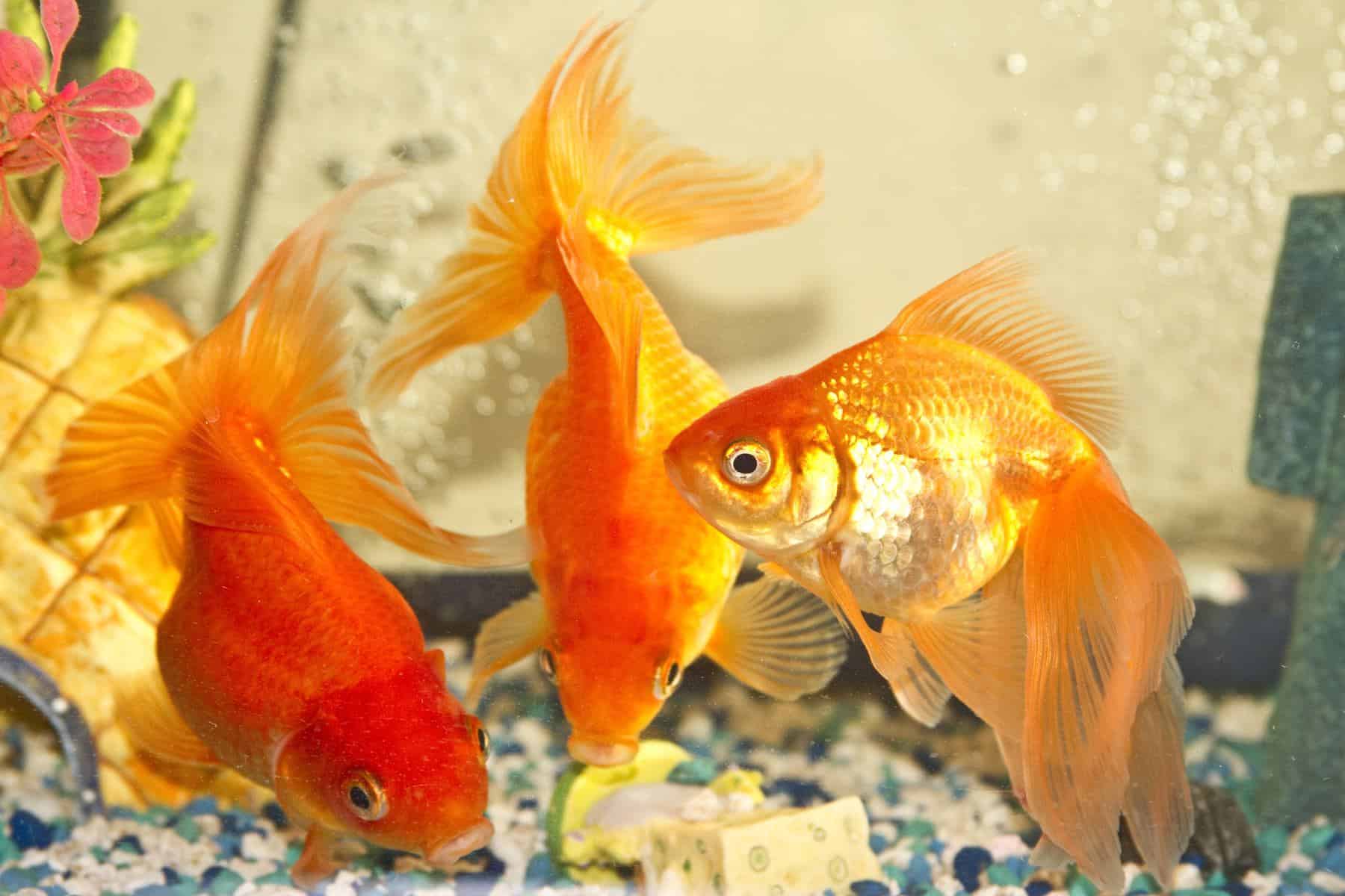 View of Goldfish Tankmates: Well-Matched Companions For This Humble Fish