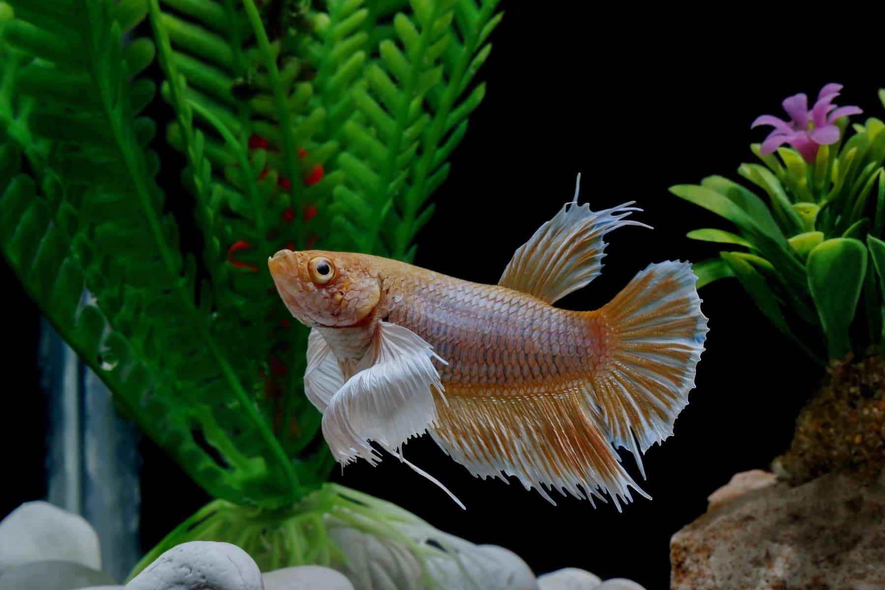 Shop harlequin rasbora betta fish Best Sale