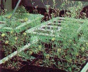 http://oloommagazine.com/images/Articles/11/SCI95b11N4_H02_004944.jpg