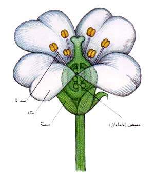 http://oloommagazine.com/images/Articles/11/SCI95b11N4_H02_004946.jpg