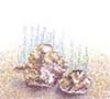 http://oloommagazine.com/images/Articles/11/SCI95b11N11_H03_004415.jpg