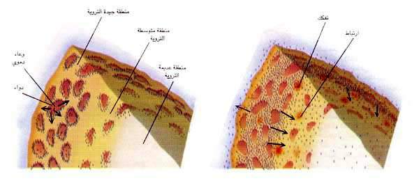 http://oloommagazine.com/images/Articles/11/SCI95b11N4_H03_004965.jpg
