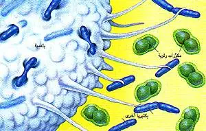 http://oloommagazine.com/images/Articles/11/SCI95b11N10_H04_004316.jpg