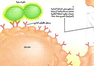 http://oloommagazine.com/images/Articles/11/SCI95b11N10_H04_004318.jpg