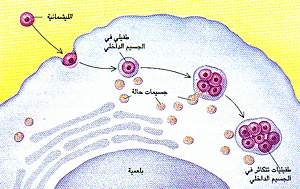 http://oloommagazine.com/images/Articles/11/SCI95b11N10_H04_004319.jpg