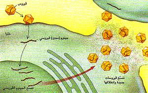 http://oloommagazine.com/images/Articles/11/SCI95b11N10_H04_004322.jpg