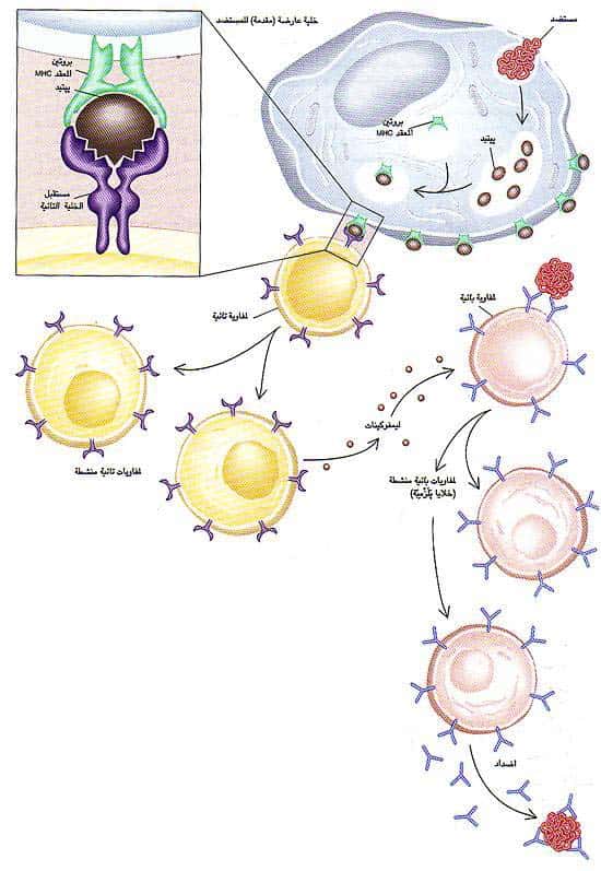 http://oloommagazine.com/images/Articles/11/SCI95b11N10_H01_004295.jpg