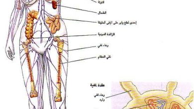 http://oloommagazine.com/images/Articles/11/SCI95b11N10_H01_004296.jpg